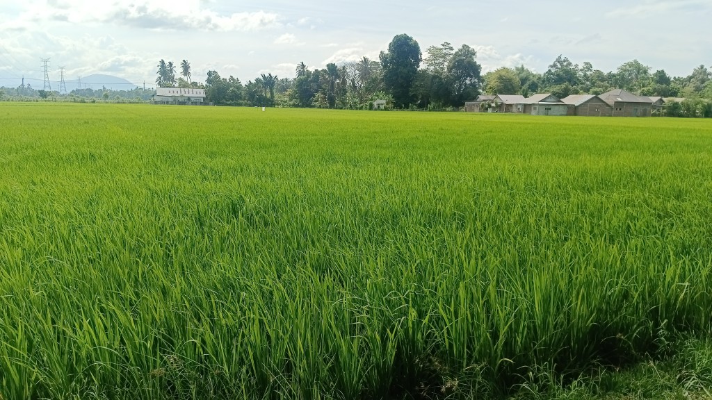 hamparan sawah yang luas